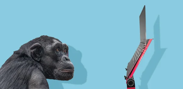 Scimpanzé Sta Guardando Computer Portatile Sottile Moderno Uno Stand Rosso — Foto Stock