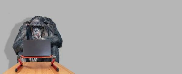 チンパンジーは スリムでモダンなラップトップコンピュータで コピースペースで灰色の固体背景の影で赤いスタンドで作業しています デジタル世界 教育の概念 — ストック写真