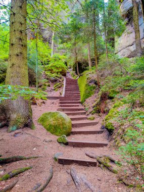 Antik Lattengrund Kanyonu ve yürüyüş yolu, Sandstone 'daki eski ladin ormanı Schrammstein grubunu ulusal park Sakson İsviçre, Bad Schandau, Saksonya, Almanya