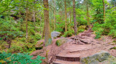 Antik Lattengrund Kanyonu ve yürüyüş yolu, Sandstone 'daki eski ladin ormanı Schrammstein grubunu ulusal park Sakson İsviçre, Bad Schandau, Saksonya, Almanya