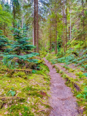 Antik Lattengrund Kanyonu ve yürüyüş yolu, Sandstone 'daki eski ladin ormanı Schrammstein grubunu ulusal park Sakson İsviçre, Bad Schandau, Saksonya, Almanya