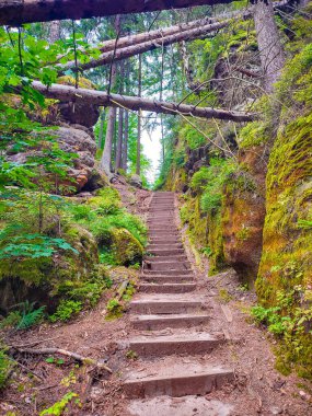 Antik Lattengrund Kanyonu ve yürüyüş yolu, Sandstone 'daki eski ladin ormanı Schrammstein grubunu ulusal park Sakson İsviçre, Bad Schandau, Saksonya, Almanya