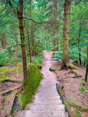 Antik Lattengrund Kanyonu ve yürüyüş yolu, Sandstone 'daki eski ladin ormanı Schrammstein grubunu ulusal park Sakson İsviçre, Bad Schandau, Saksonya, Almanya