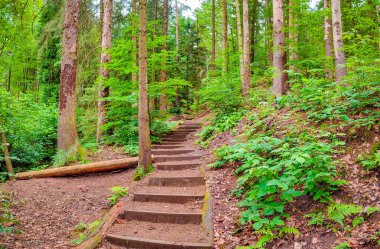 Yürüyüş yolu üzerinde Panoramiv, Sandstone 'daki antik orman Schrammstein grubunu ulusal park Sakson İsviçre, Bad Schandau, Saksonya, Almanya