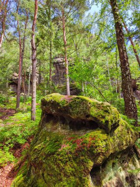 Yürüyüş yolu, Sandstone 'daki antik orman Schrammstein grubunu ulusal park Sakson İsviçre, Bad Schandau, Saksonya, Almanya' da kayalar.