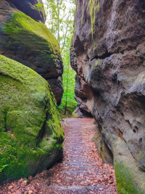 Yürüyüş yolu, Sandstone 'daki antik orman Schrammstein grubunu ulusal park Sakson İsviçre, Bad Schandau, Saksonya, Almanya' da kayalar.