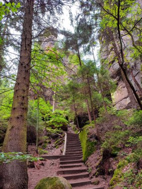 Yürüyüş yolu, Sandstone 'daki antik orman Schrammstein grubunu ulusal park Sakson İsviçre, Bad Schandau, Saksonya, Almanya' da kayalar.