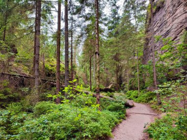 Hiking trail, ancient forest at Sandstone rocks Schrammstein group in the national park Saxon Switzerland, Bad Schandau, Saxony, Germany clipart