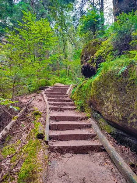 stock image Ancient Lattengrund Canyon and hiking trail, old spruce forest at Sandstone rocks Schrammstein group in the national park Saxon Switzerland, Bad Schandau, Saxony, Germany