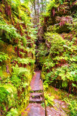 Magical enchanted fairytale forest with fern, moss, lichen, gorge and sandstone rocks at the hiking trail Malerweg, Devil Chamber in the national park Saxon Switzerland, Saxony, Germany clipart