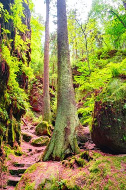 Sihirli peri masalı ormanı eğreltiotu, yosun, liken, dağ geçidi ve kumtaşı kayaları ile Malerweg yürüyüş yolunda, Şeytan Odası ulusal park Sakson İsviçre, Saksonya, Almanya