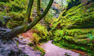 Sihirli peri masalı ormanı eğreltiotu, yosun, liken, vadi ve kumtaşı kayalarıyla Malerweg, İsveç delikleri ulusal park Sakson İsviçre, Saksonya, Almanya