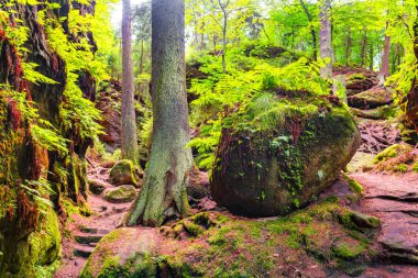 Sihirli peri masalı ormanı eğreltiotu, yosun, liken, dağ geçidi ve kumtaşı kayaları ile Malerweg yürüyüş yolunda, Şeytan Odası ulusal park Sakson İsviçre, Saksonya, Almanya