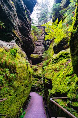 Magical enchanted fairytale forest with fern, moss, lichen, gorge and sandstone rocks at the hiking trail Malerweg in the national park Saxon Switzerland, Saxony, Germany clipart