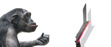 Beyaz arka plan, aşırı closeup, ayrıntılar, yapıştırma alanı adlı bir soru soran gibi meraklı şempanze portresi