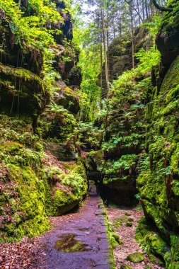 Ancient canyon Felsentor and rocks covered with fern and moss and a hiking trail, old spruce forest at Sandstone rocks in the national park Saxon Switzerland, Saxony, Germany clipart