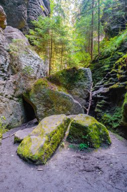 Antik Şeytanlar Odası Kanyonu ve Kayalıkları yürüyüş yolu ile, Sandstone 'daki eski ladin ormanı İsviçre Saksonya, Almanya' daki Saksonya Ulusal Parkı 'ndaki kayalar