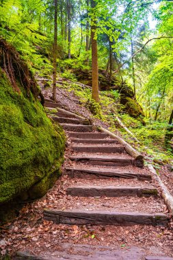 Antik Şeytanlar Odası Kanyonu ve Kayalıkları yürüyüş yolu ile, Sandstone 'daki eski ladin ormanı İsviçre Saksonya, Almanya' daki Saksonya Ulusal Parkı 'ndaki kayalar