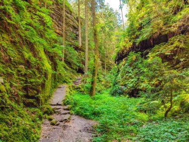 Ancient Devils Chamber Canyon and Rocks with a hiking trail, old spruce forest at Sandstone rocks in the national park Saxon Switzerland, Saxony, Germany clipart