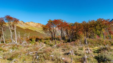 Panoramic view of magical colorful fairytale forest at Tierra del Fuego National Park in Patagonia, golden Autumn colors, scenic view with blue sky, direct sunlight and lens flare clipart