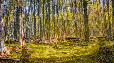 Beautiful and colorful austral subpolar forest landscape in Tierra del Fuego National Park, near Ushuaia and Beagle Channel, Patagonia, Argentina, in Autumn colors. clipart