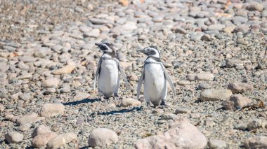 Patagonya, Punta Tombo, Arjantin 'in en büyük kolonisindeki yuvadaki Macellan penguenleri