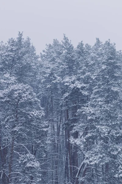 Floresta Inverno Durante Uma Queda Neve — Fotografia de Stock