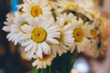 Renkli arka planda bir buket papatya. Yakın plan. Makro.