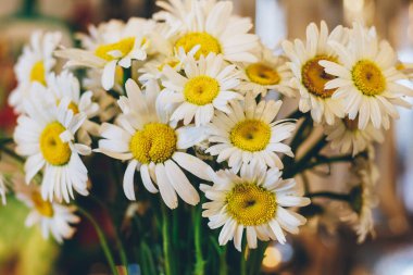 Renkli arka planda bir buket papatya. Yakın plan. Makro.