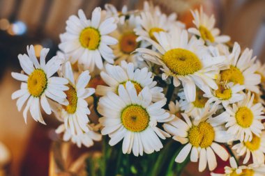 Renkli arka planda bir buket papatya. Yakın plan. Makro.