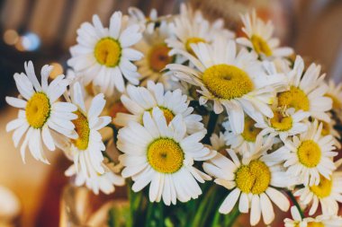 Renkli arka planda bir buket papatya. Yakın plan. Makro.