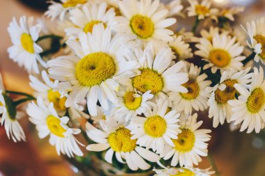 Renkli arka planda bir buket papatya. Yakın plan. Makro.