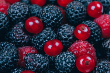 Taze böğürtlenli Makro shot. Kırmızı ve siyah ahududu, kırmızı frenk üzümü. Seçici odak.