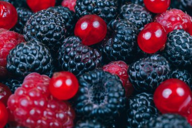 Taze böğürtlenli Makro shot. Kırmızı ve siyah ahududu, kırmızı frenk üzümü. Seçici odak.