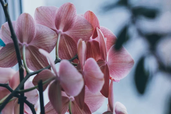 Çiçekli Orkideler Yakın Plan Çiçekli Kök Hafif Arkaplan Pencereden Gelen — Stok fotoğraf