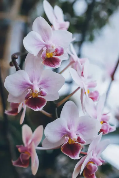 Orkideler Çiçekli Orkideler Yakın Plan Çiçekli Kök Hafif Arkaplan Pencereden — Stok fotoğraf