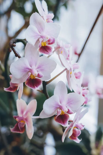 Orkideler Çiçekli Orkideler Yakın Plan Çiçekli Kök Hafif Arkaplan Pencereden — Stok fotoğraf