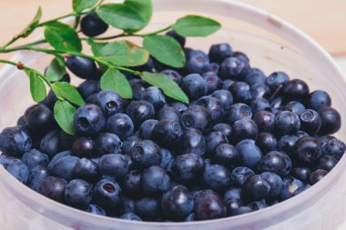 Taze yaban mersini, yeşil yapraklı taze dalları olan beyaz plastik kovada yakın plan. Olgun yabanmersini. Makro çekim.