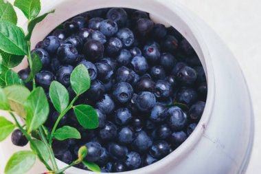 Taze yaban mersini, yeşil yapraklı taze dalları olan beyaz plastik kovada yakın plan. Olgun yabanmersini. Makro çekim.