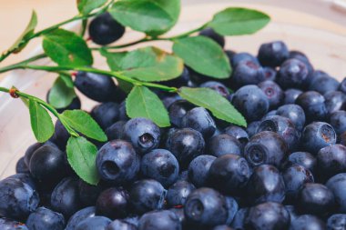 Taze yaban mersini, yeşil yapraklı taze dalları olan beyaz plastik kovada yakın plan. Olgun yabanmersini. Makro çekim.