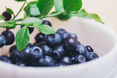 Taze yaban mersini, yeşil yapraklı taze dalları olan beyaz plastik kovada yakın plan. Olgun yabanmersini. Makro çekim.