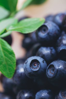 Taze yaban mersini, yeşil yapraklı taze dallarla yakın plan. Olgun yabanmersini. Makro çekim.