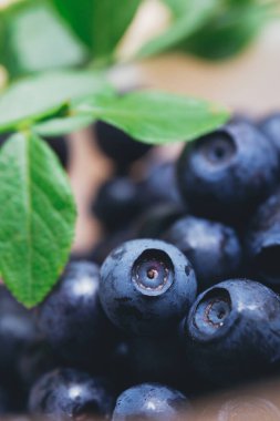 Taze yaban mersini, yeşil yapraklı taze dallarla yakın plan. Olgun yabanmersini. Makro çekim. 