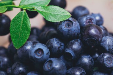 Taze yaban mersini, yeşil yapraklı taze dallarla yakın plan. Olgun yabanmersini. Makro çekim. 