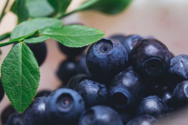 Taze yaban mersini, yeşil yapraklı taze dallarla yakın plan. Olgun yabanmersini. Makro çekim. 