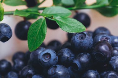 Taze yaban mersini, yeşil yapraklı taze dallarla yakın plan. Olgun yabanmersini. Makro çekim. 