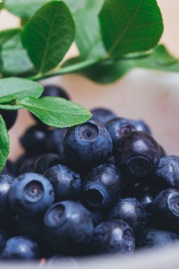 Taze yaban mersini, yeşil yapraklı taze dallarla yakın plan. Olgun yabanmersini. Makro çekim. 