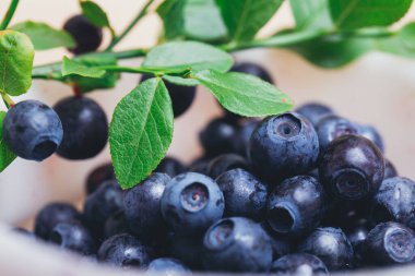 Taze yaban mersini, yeşil yapraklı taze dallarla yakın plan. Olgun yabanmersini. Makro çekim. 