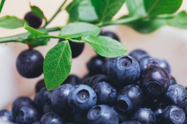 Taze yaban mersini, yeşil yapraklı taze dallarla yakın plan. Olgun yabanmersini. Makro çekim. 