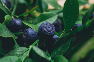 Vahşi doğada bir sürü olgun yabanmersini dalların üzerinde. Üzerinde böğürtlen olan yabanmersini çalısı. Ormanda olgun yaban mersini. Makro çekim.